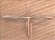 1522 (45.038) Hellinsia tephradactyla